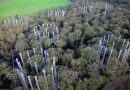 Experimentos tentam descobrir como florestas reagem ao aumento de CO2 na atmosfera