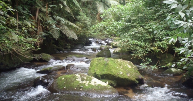 Riacho da Mata Atlântica