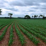 Mudanças climáticas podem afetar a segunda safra de milho no Brasil