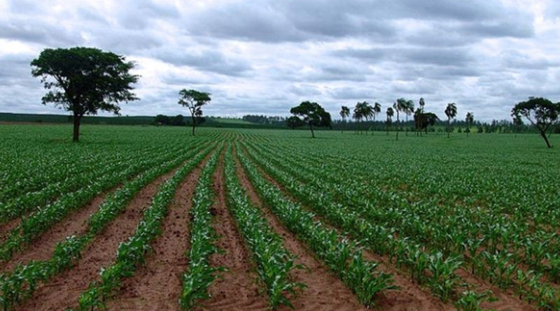 Mudanças climáticas podem afetar a segunda safra de milho no Brasil