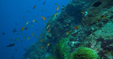 Lançado o mais completo levantamento sobre a biodiversidade marinha-costeira brasileira